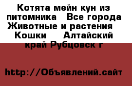 Котята мейн-кун из питомника - Все города Животные и растения » Кошки   . Алтайский край,Рубцовск г.